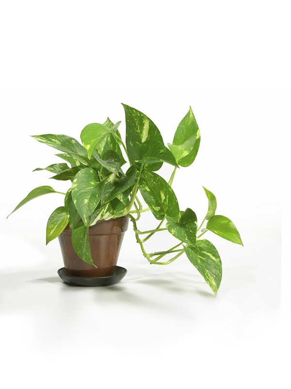 Pothos